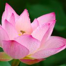 A bee visiting a blossom after rainfall