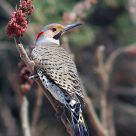 Northern Flicker