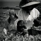 Working Girls