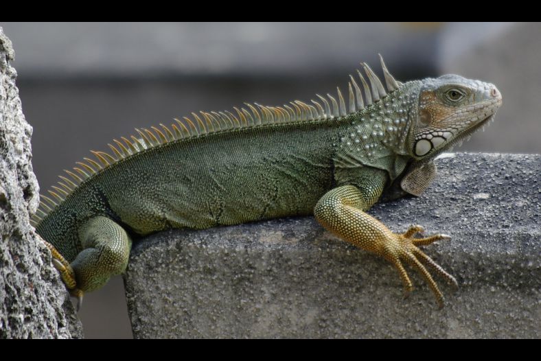 Iguana