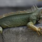 Iguana