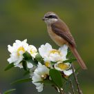 Brown Shrike