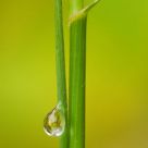 Plant tears