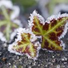 Iced Leaves