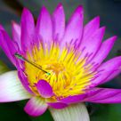 Common Bluetail with Water Lily