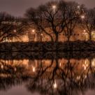 Reflected Grove in Silhouette