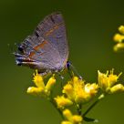 Redbanded Hairstreak
