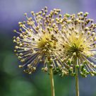 Telephoto 