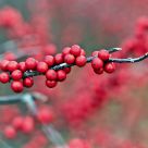 Winter Berries