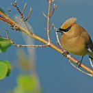 Inspector Waxwing