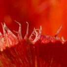 Flame of the flower