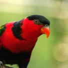 Lorius lory