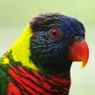 Portraiture of Rainbow Lorikeet