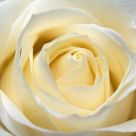 White Rose