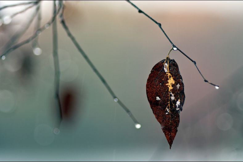 Soft Rain