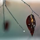Soft Rain