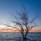 Dead tree