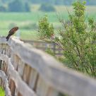 A Day in the Life ... of a Northern Harrier