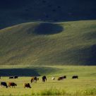 Pasture