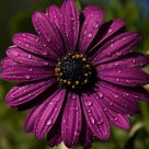 Splash of Purple