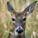 White-tailed deer