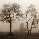 Fog Friends