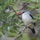 Woodland Kingfisher