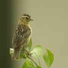 Widowbird waiting