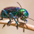 Mother-of-pearl bug