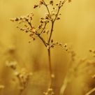 Golden Wonder