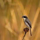Grey Bushchat