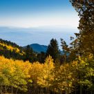 Desert Aspens