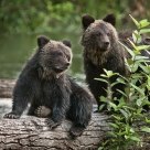 Cubs-of-the-Year