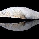 Sea Shell