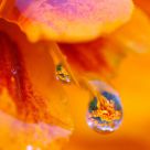 Each drop in the universe, the universe in each drop