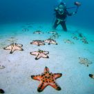 Star fish party