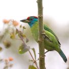 Blue-throated Barbet