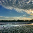 Winter Swans