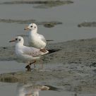Black-headed Gull
