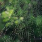 Spiderweb