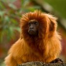 Golden lion tamarin monkey