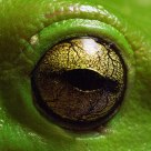 Amphibian eye