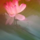 Lotus in the dream
