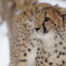 cheetah
