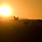 Morning Liftoff