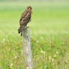 Face off with the Northern Harrier