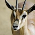 Thompson's Gazelle