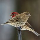 Female and Male House Finches