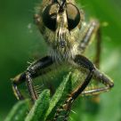 The flying murderer
