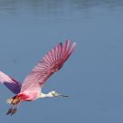 Spoonbill
